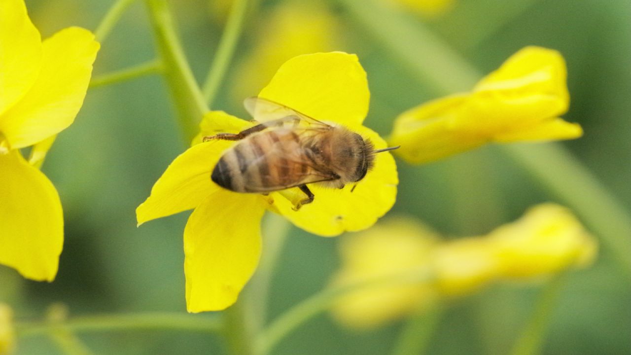 油菜花蜜蜂采蜜特写微距4K实拍