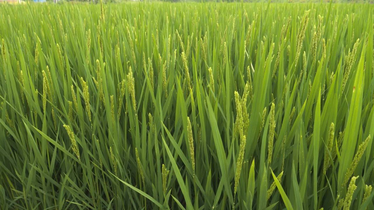 水稻粮食庄稼五常大米 46