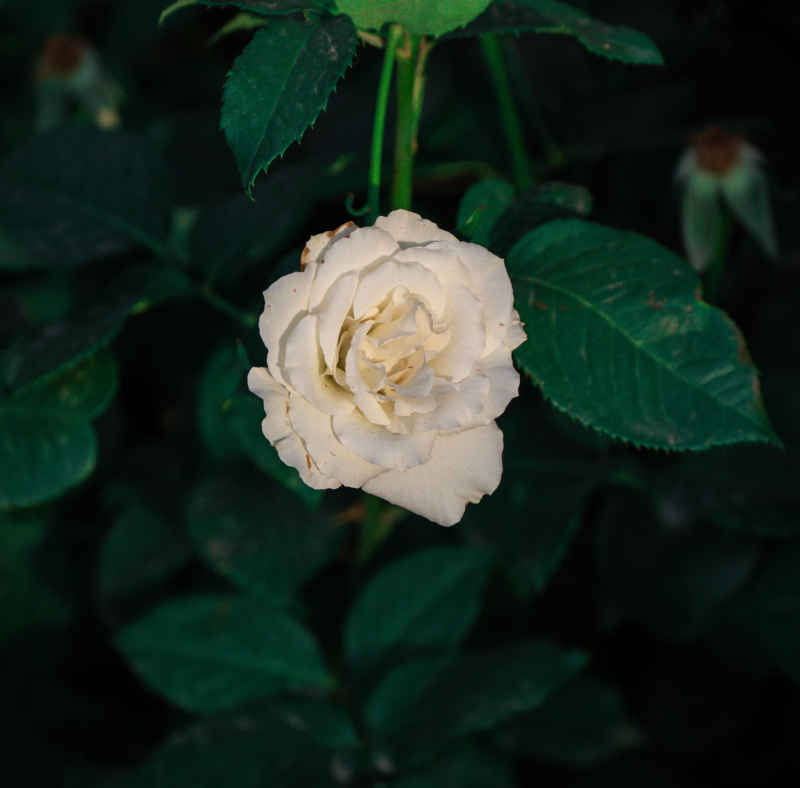 月季花