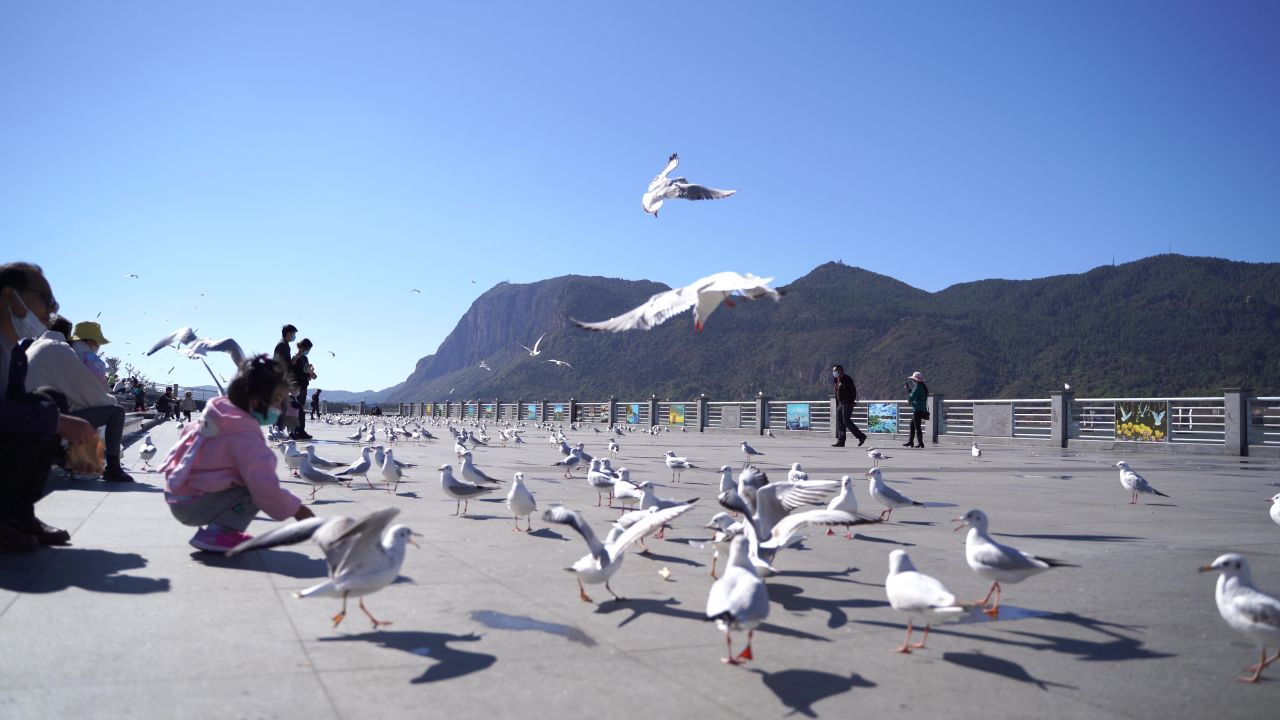 昆明海埂大坝海鸥