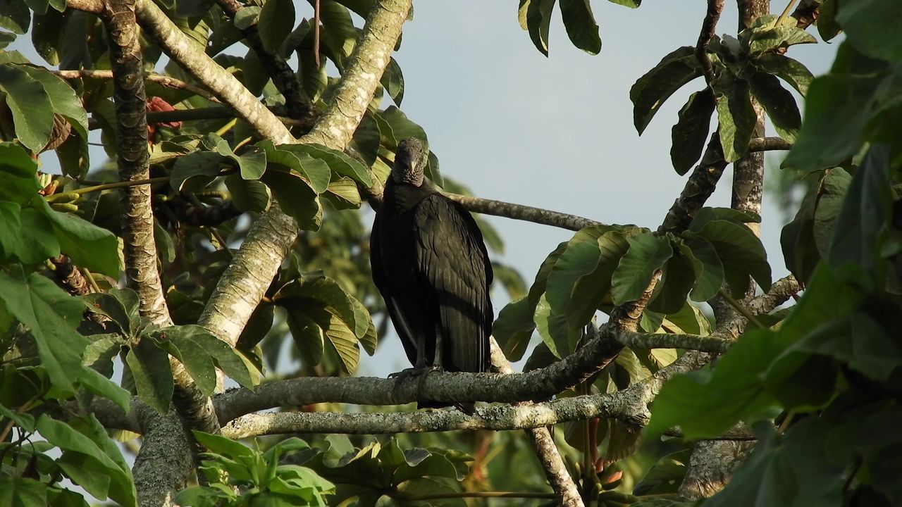 秃鹫的南美洲鸟