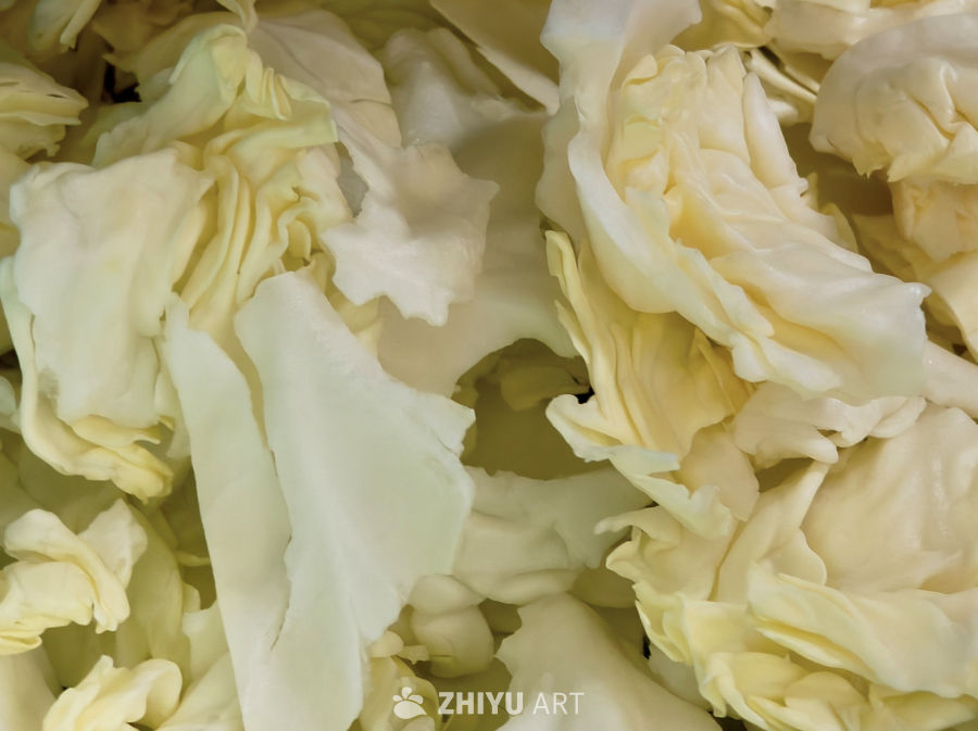新鲜的包菜