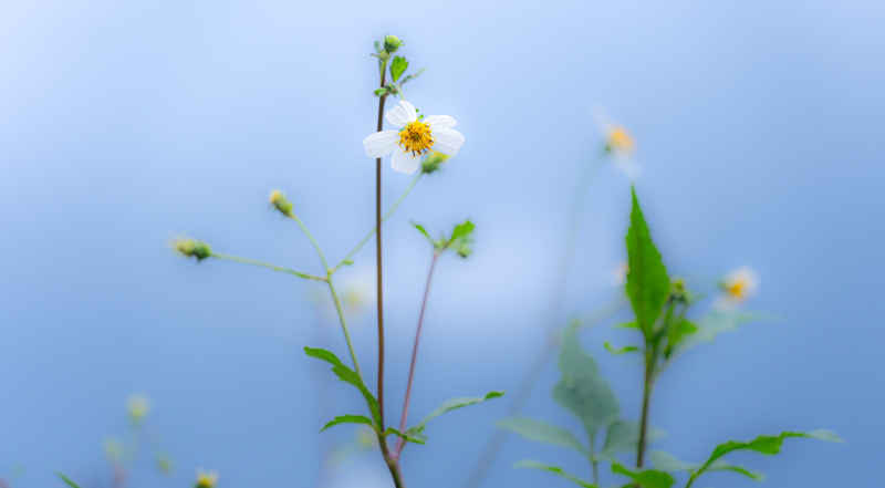 海边花