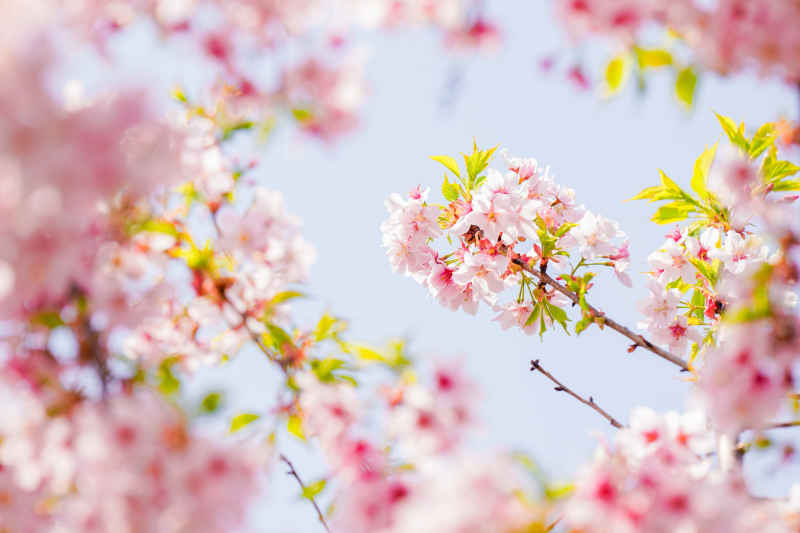 樱花 32