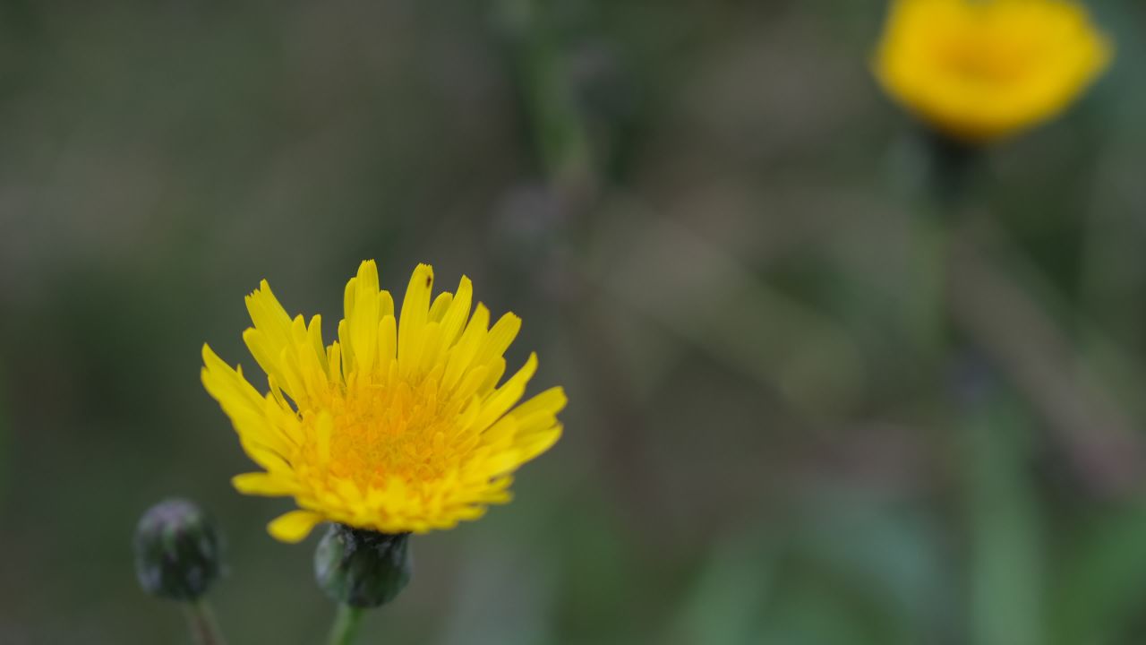 【实拍样片】富士X-T30 Mark II相机实拍原片视频 5