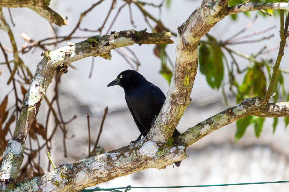 牙买加的黑鸟鸟