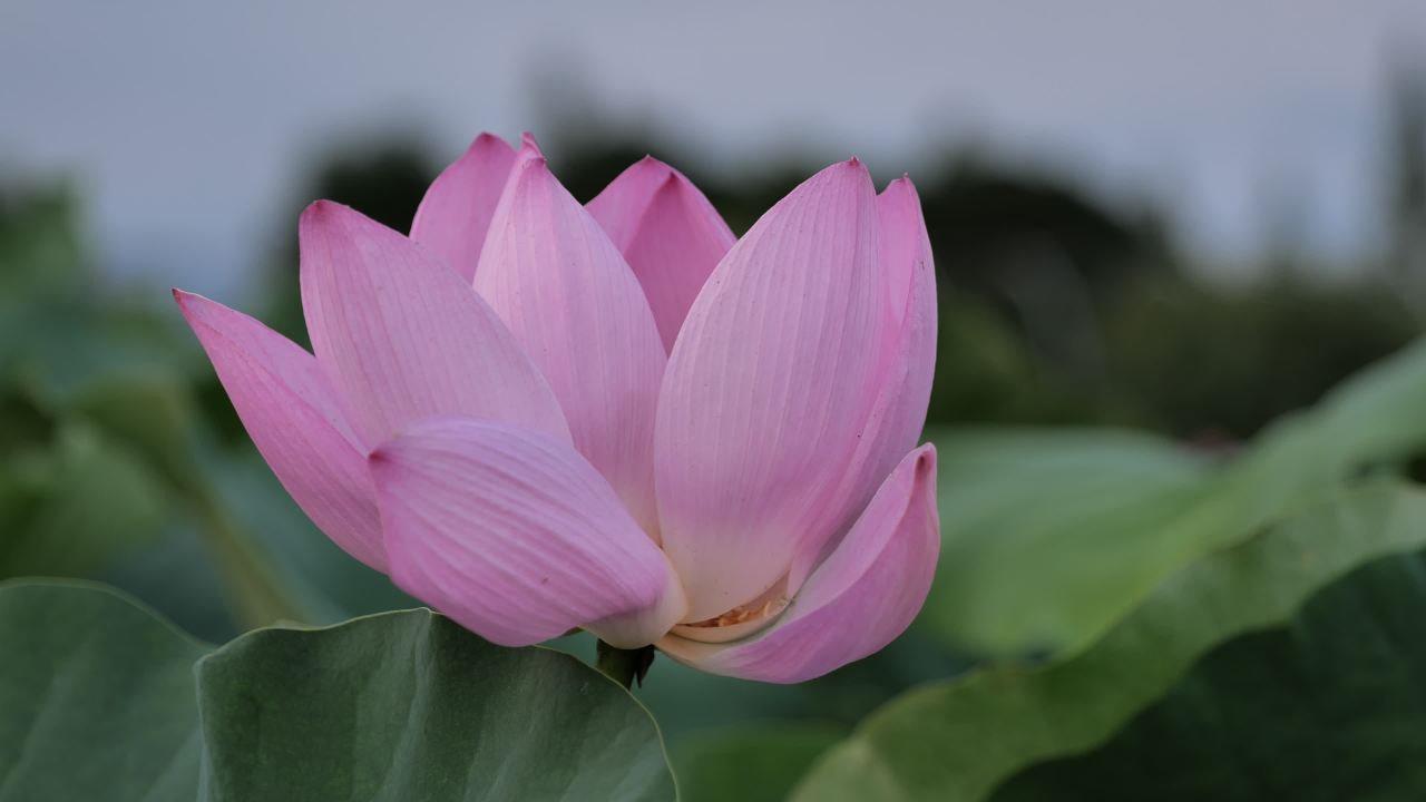 荷花 35