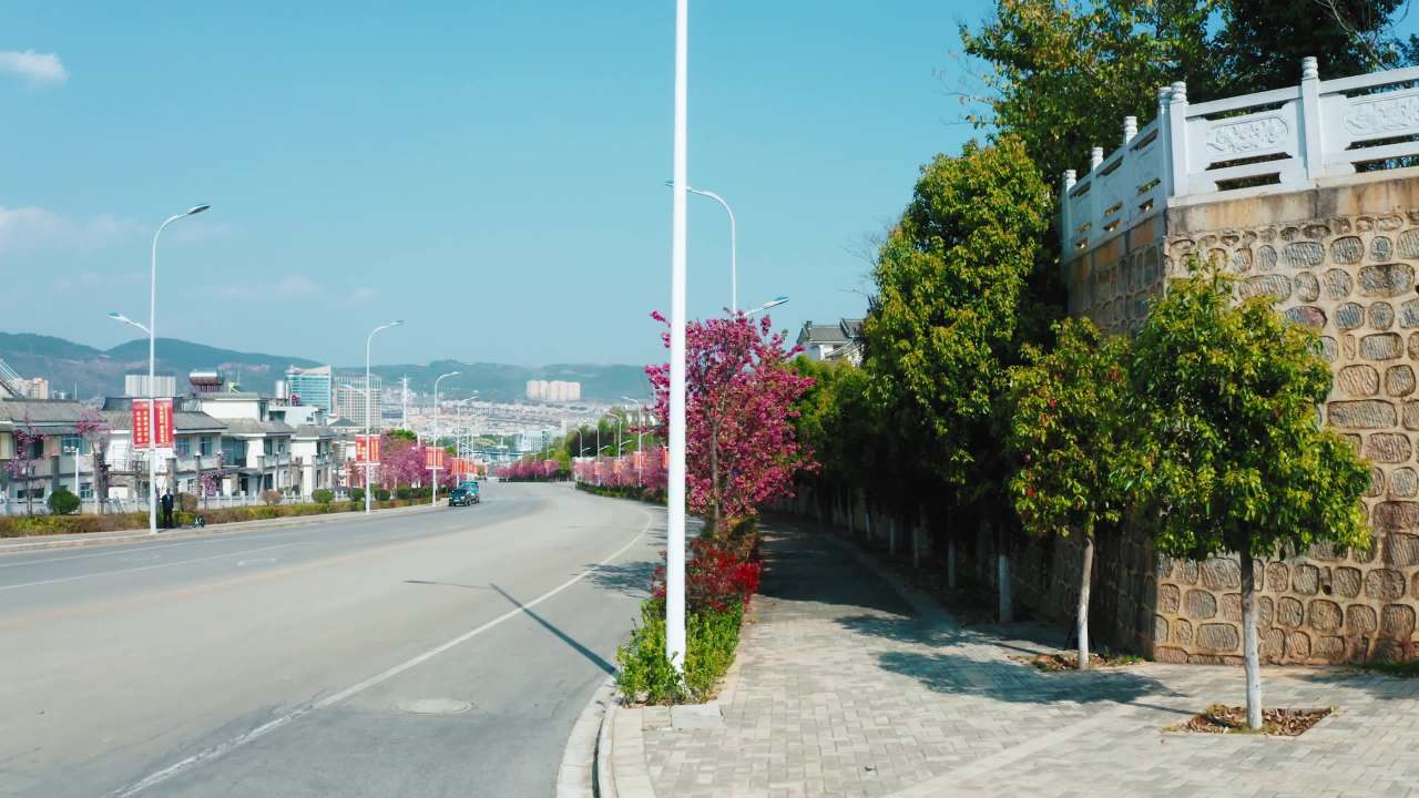 樱花盛开的公路