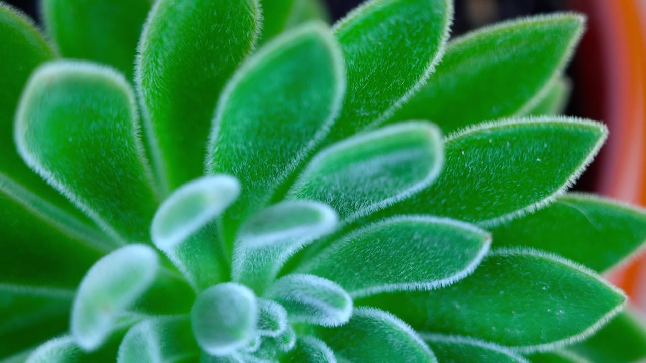 多肉植物的特写