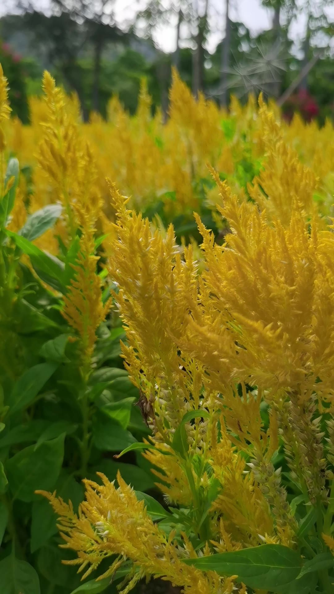 阳光下的花