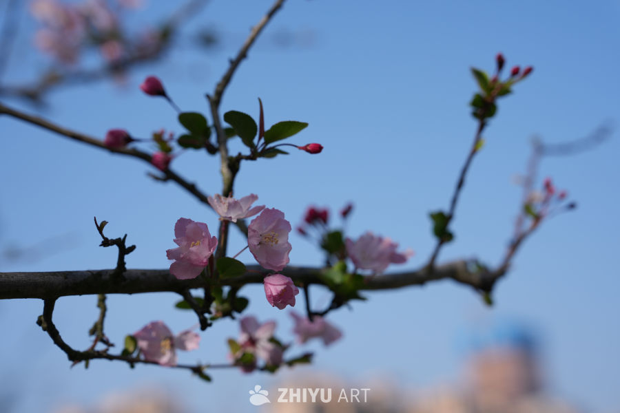 春日樱花绽放