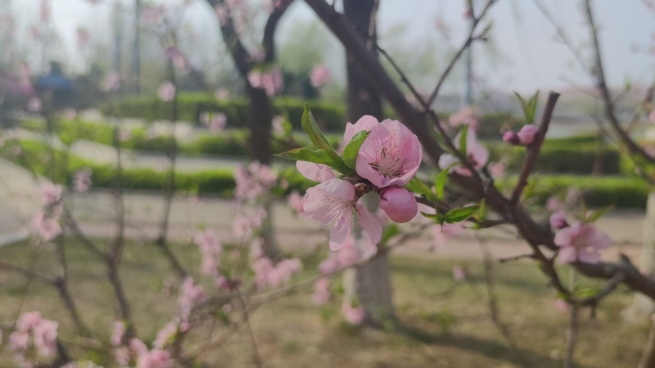 春天来了 35