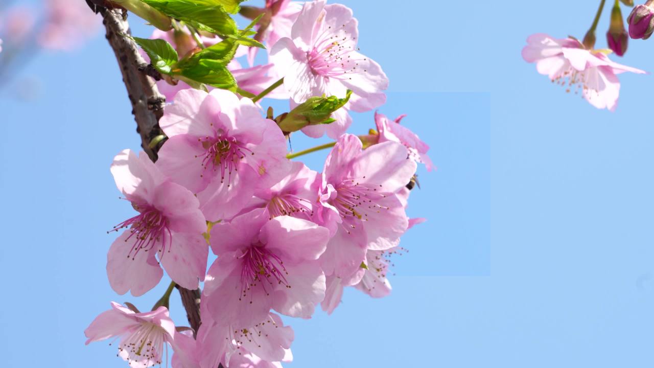 粉色樱花