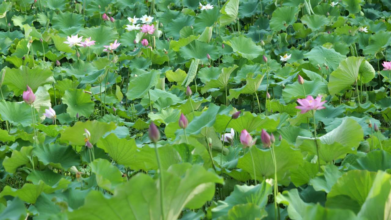 荷花（二） 11