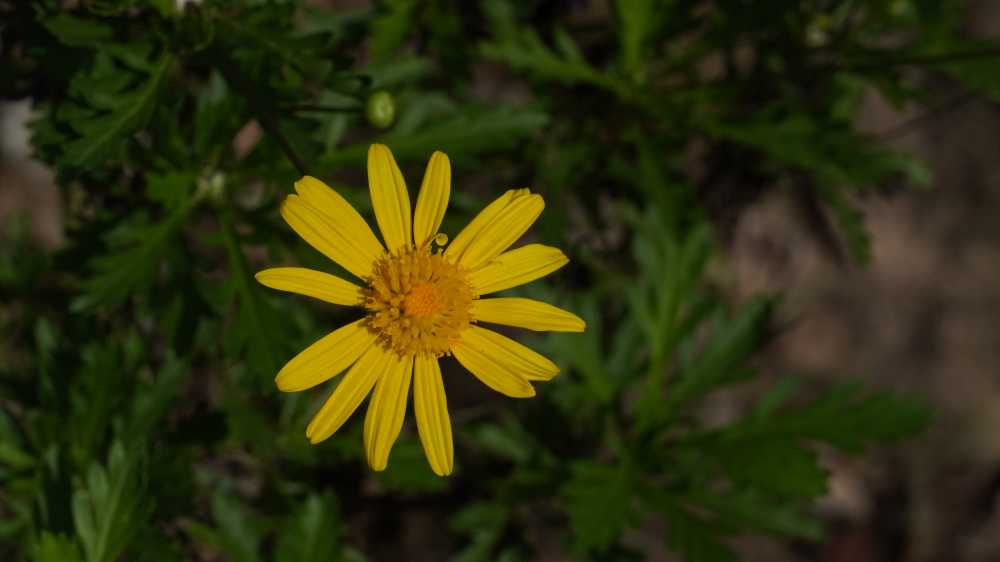 雏菊