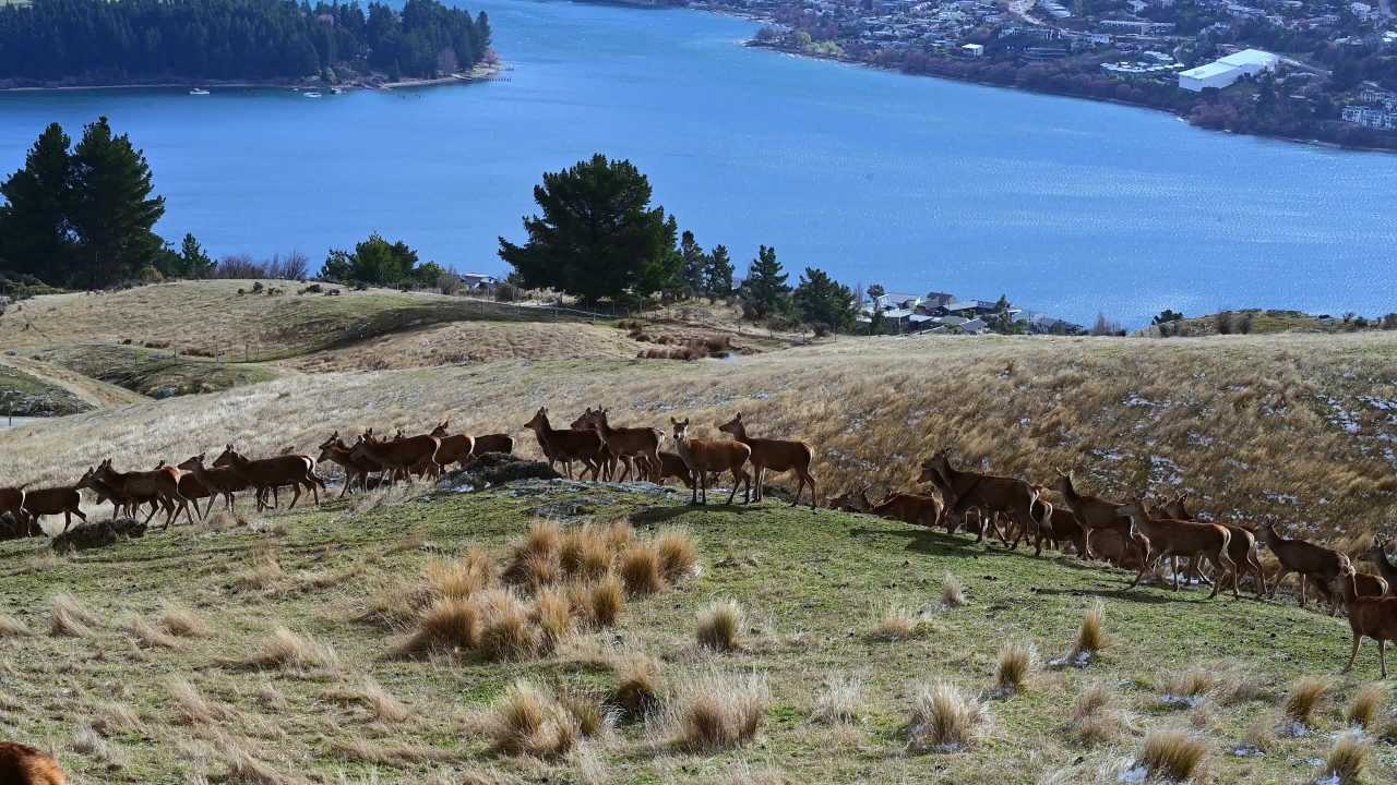 新西兰南岛皇后镇鹿苑高地鹿群和山水风光 5
