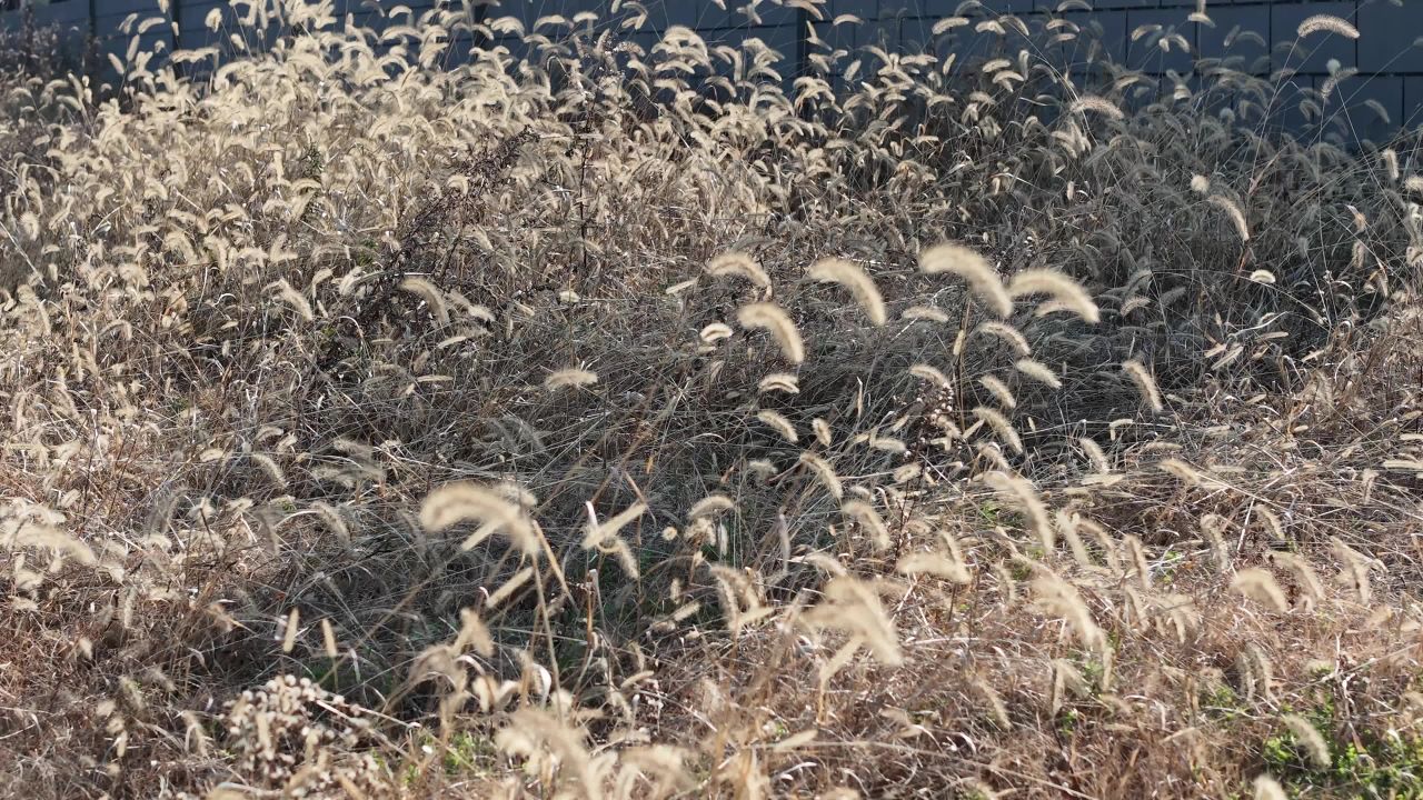 风吹草低见秋色