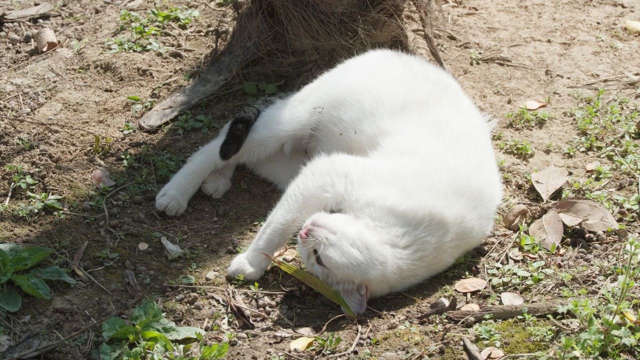 春天公园里可爱的猫咪流浪猫 32