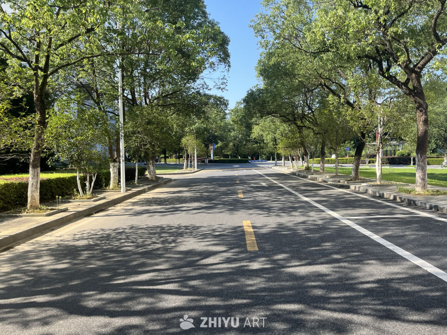 阳光下的林荫道