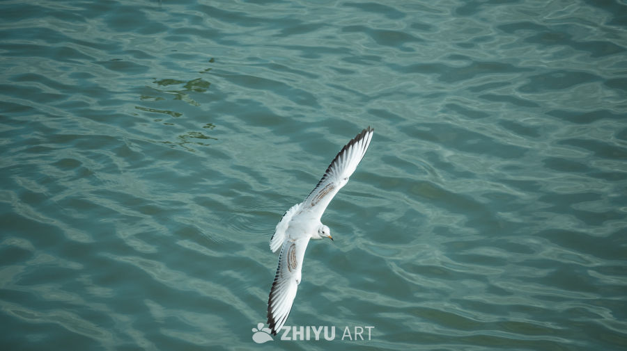 海鸥掠过碧波