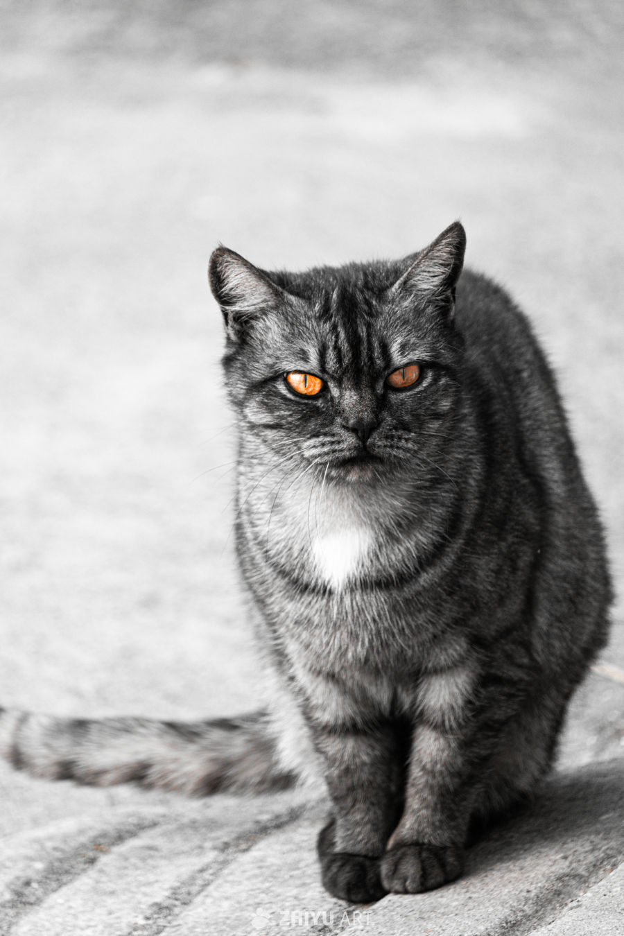 橙眼黑猫的凝视