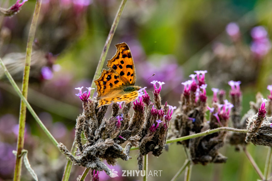 蝴蝶与紫花的静谧时光
