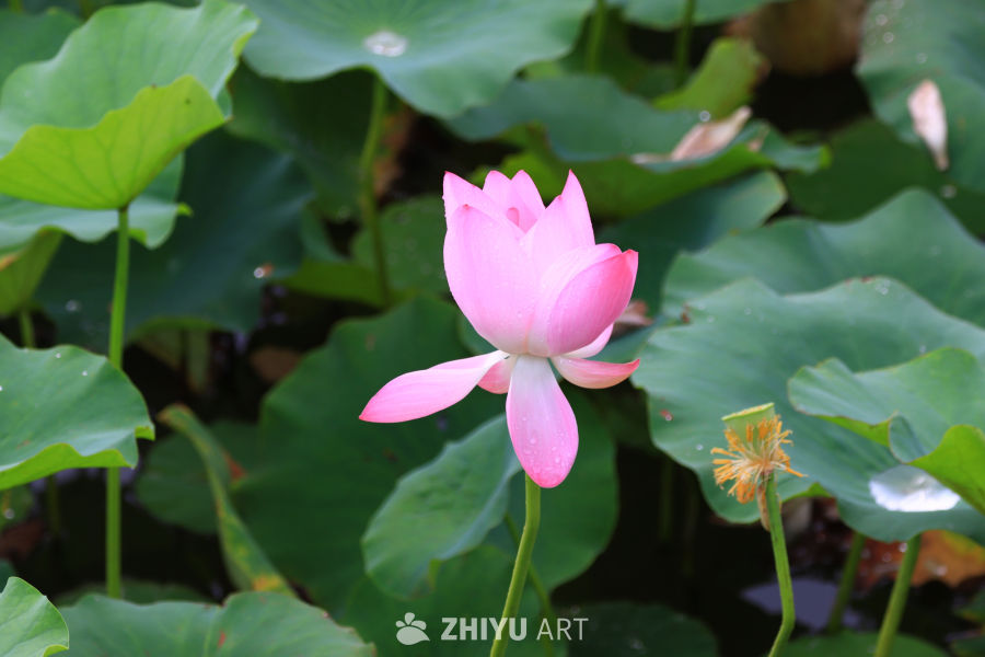 盛夏荷花 74