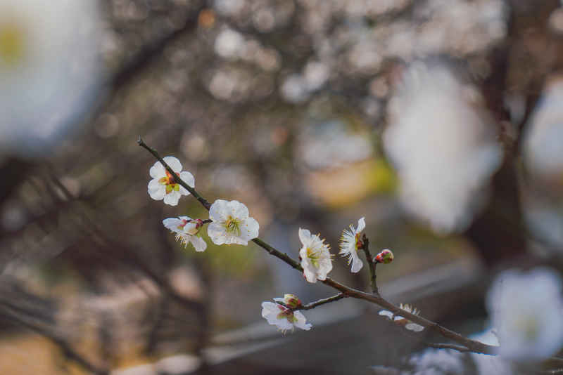 春日梅好 16