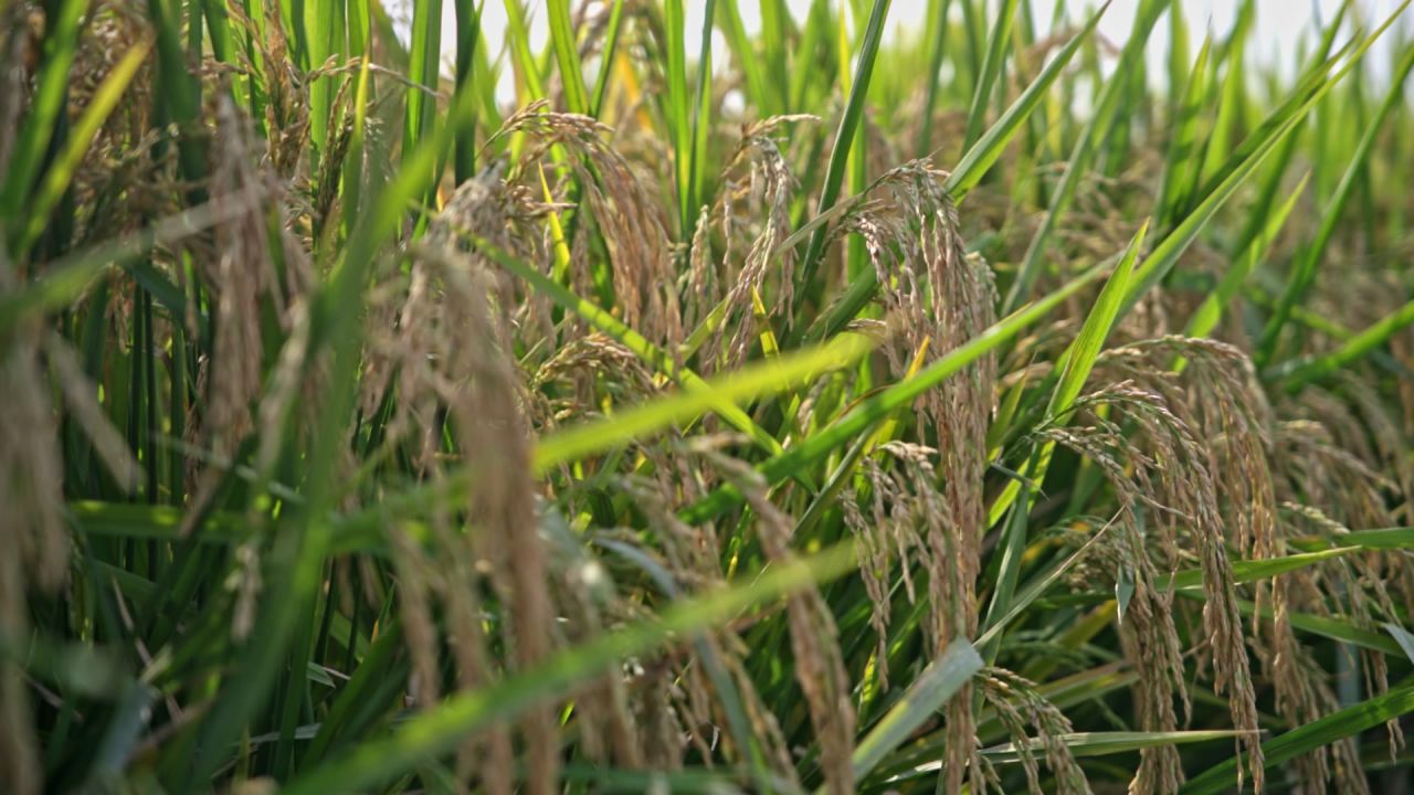 秋天丰收成熟的稻子