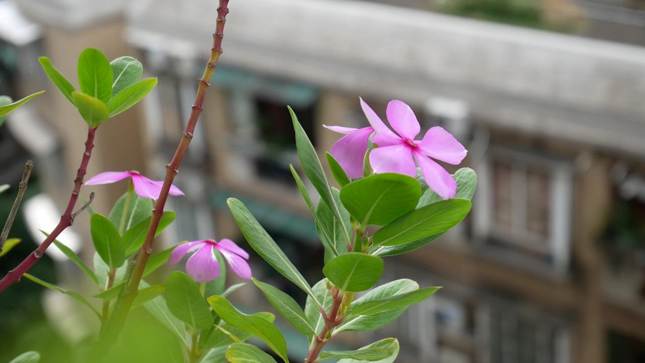 微风中的长春花