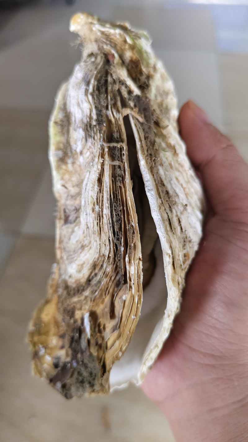 大生蚝