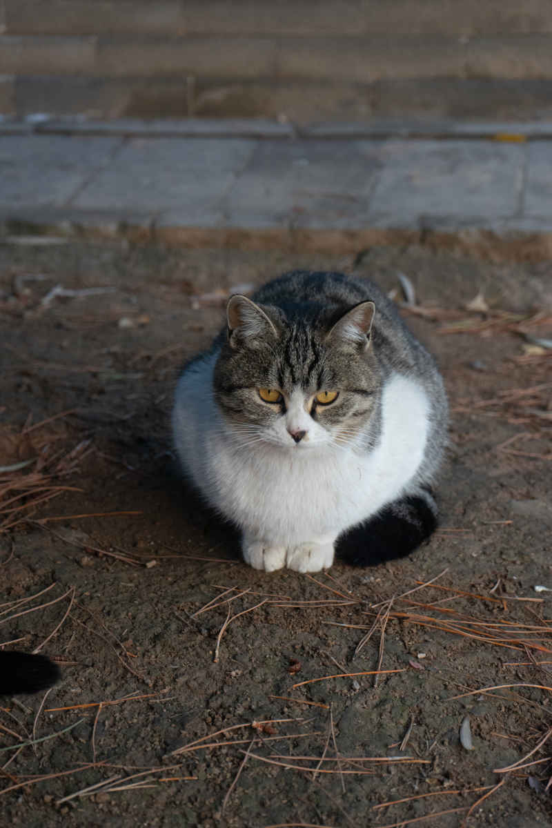 猫 3