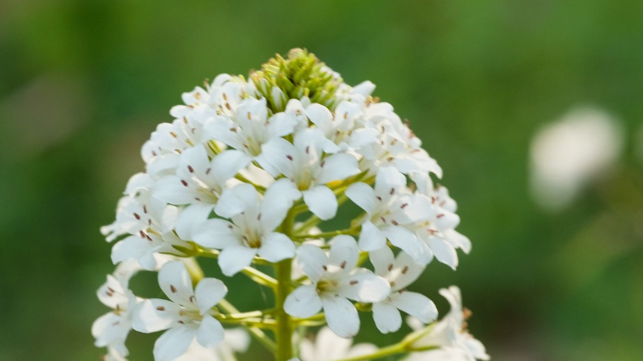 春天花朵花卉4K实拍空镜