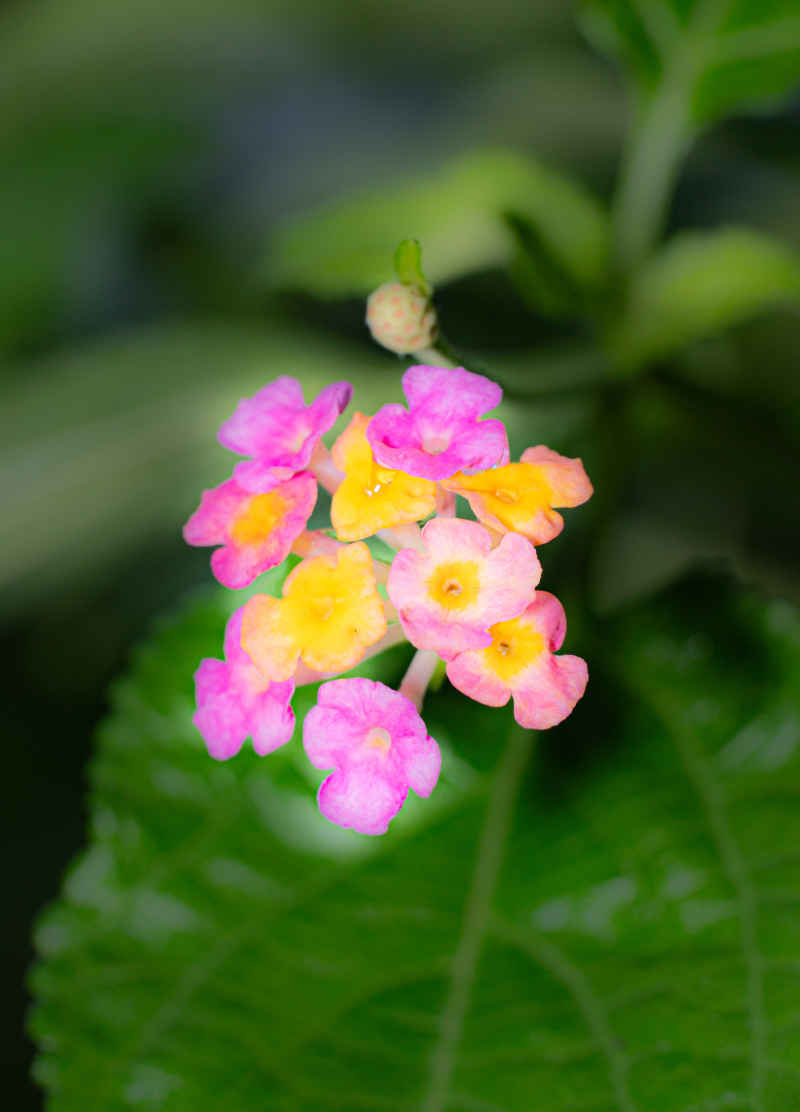 两色花