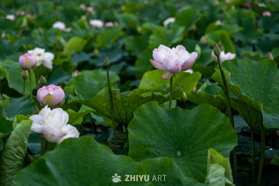 荷花 36