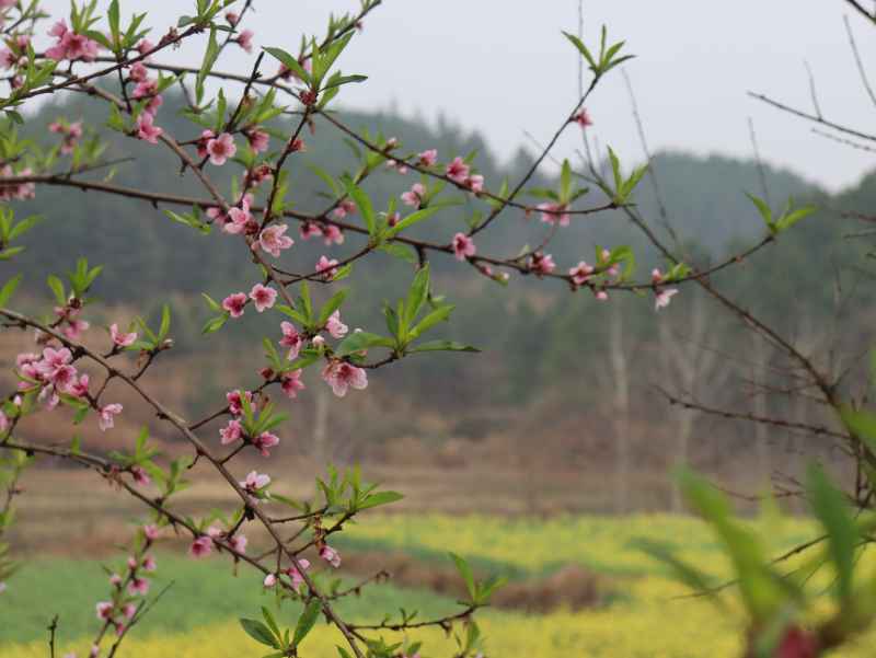 春色桃花相映开 9