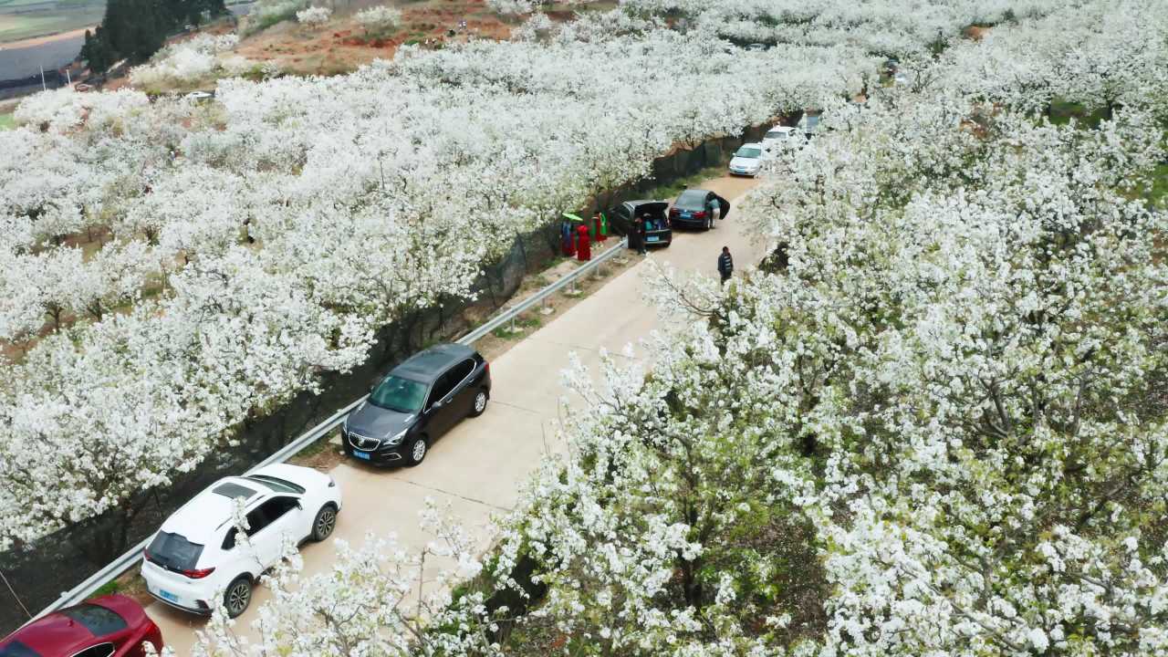 05公路两旁盛开的洁白梨花航拍