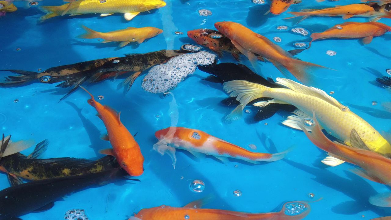 观赏鱼鱼缸里的金鱼实拍 