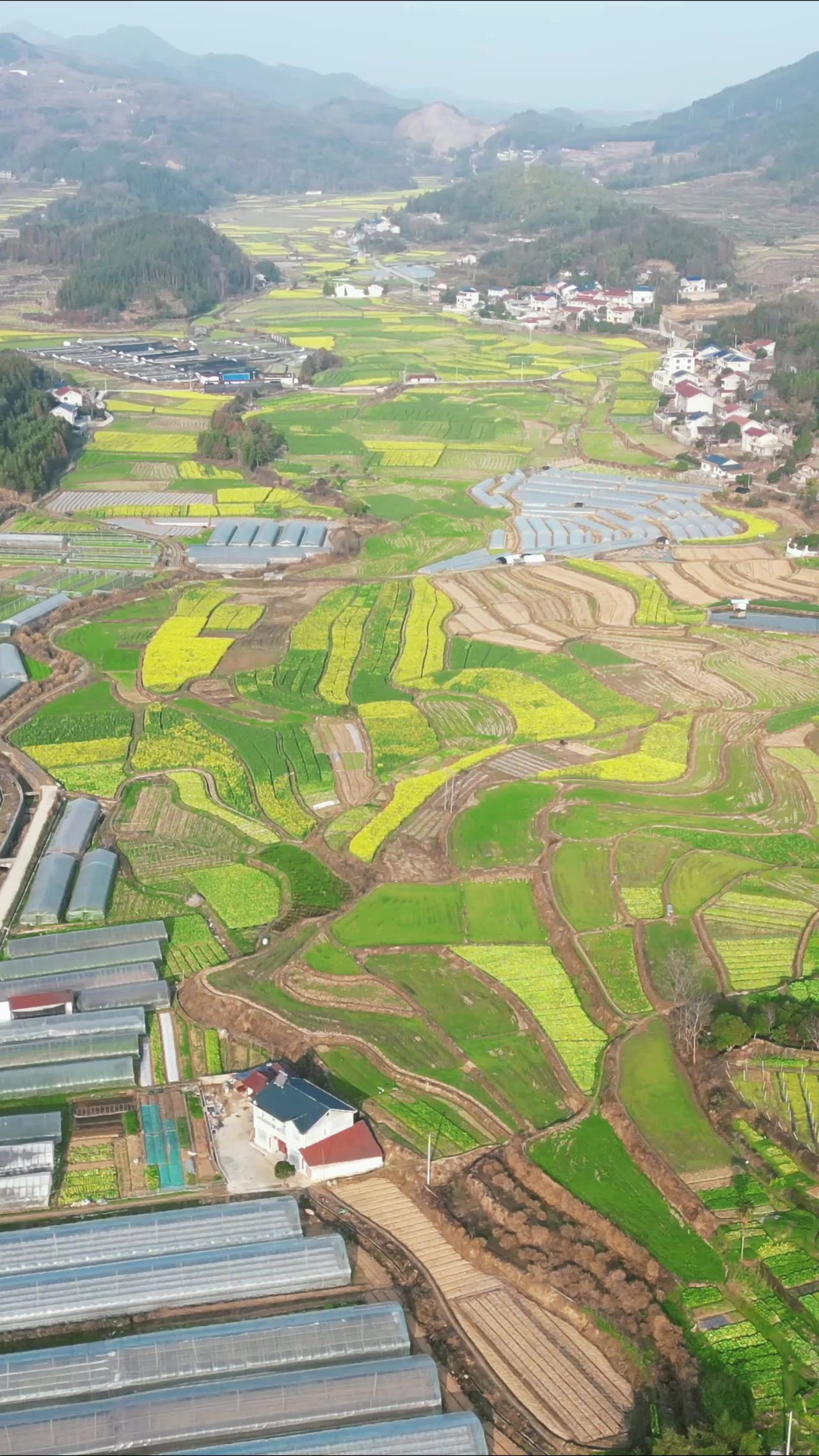 美丽乡村田园农业种植农作物竖屏航拍  