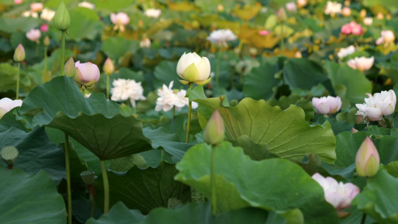荷花 13