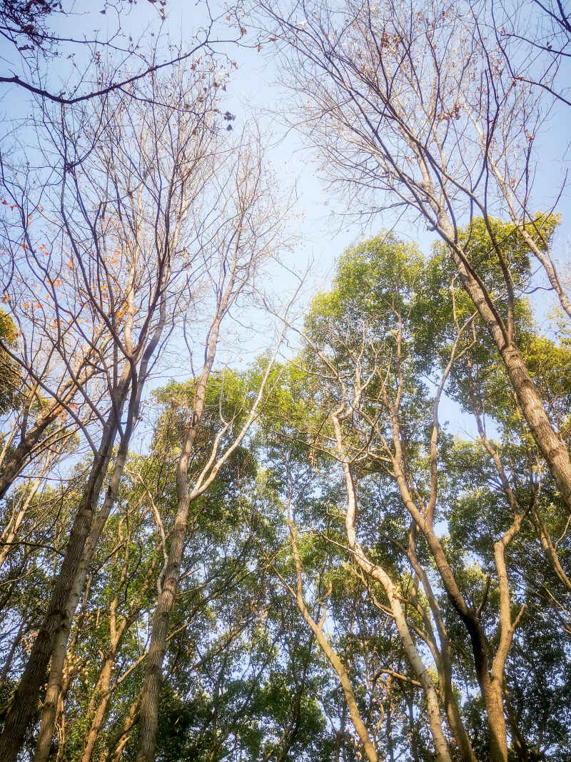 湖南省植物园各种植物摄影图