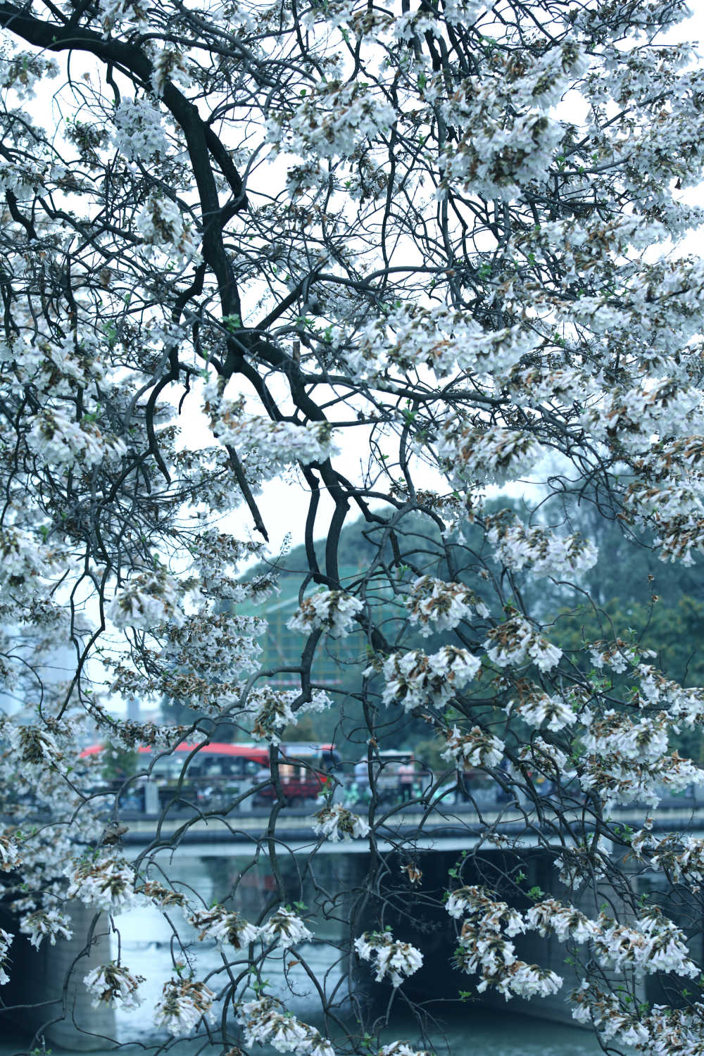 府南河畔