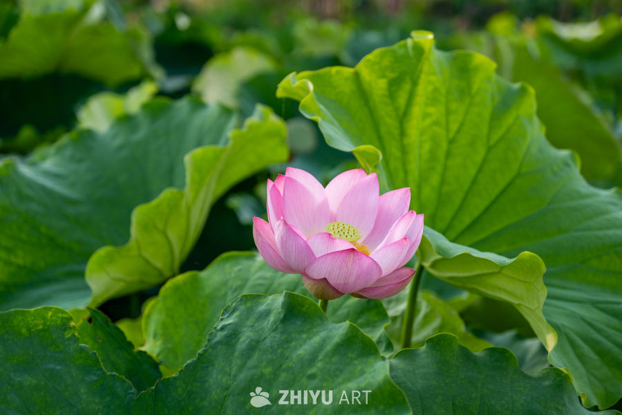 荷花 33