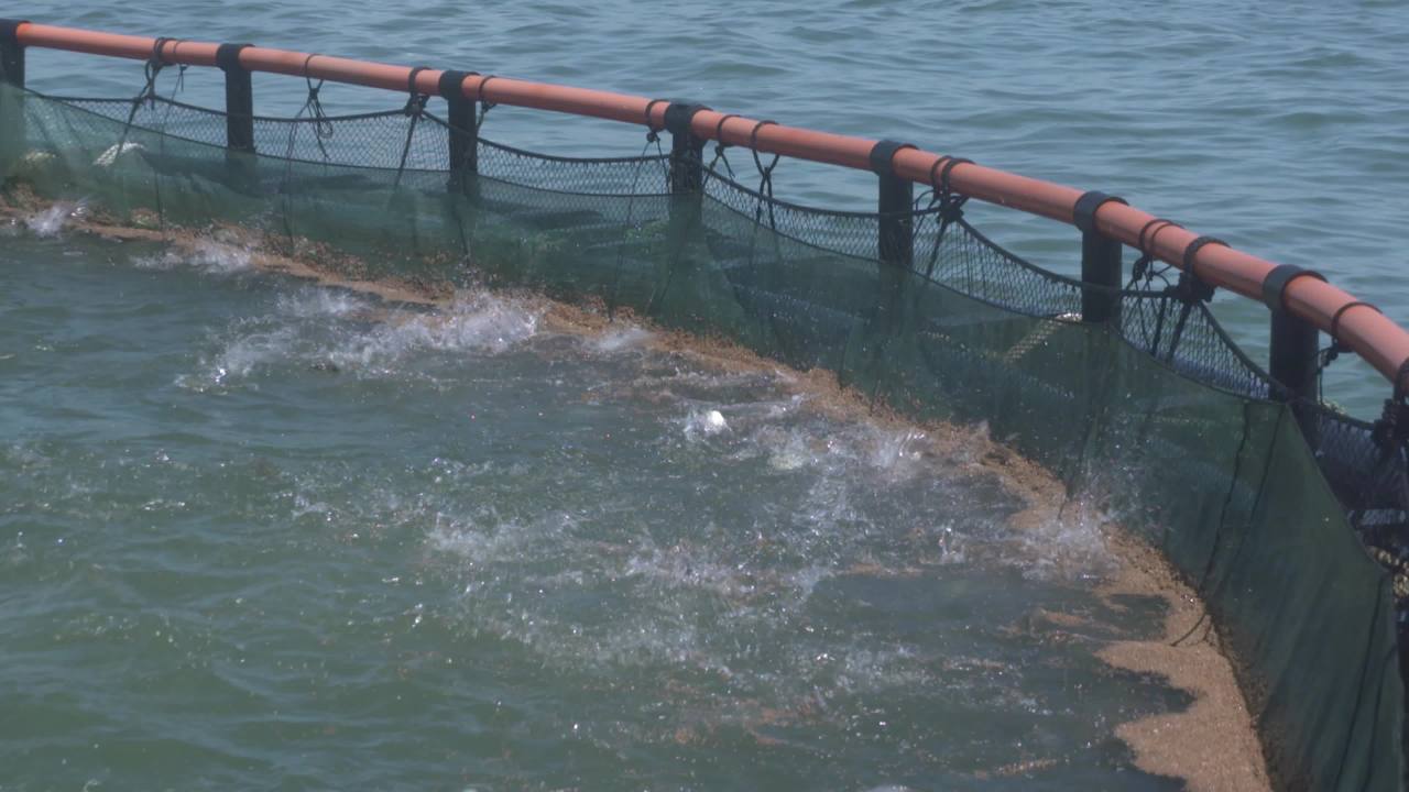 海洋牧场深海养殖