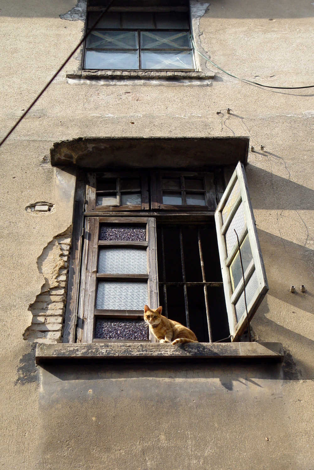 窗台上的橘猫