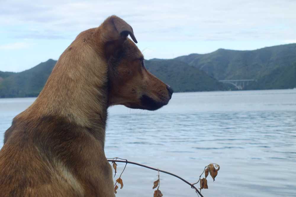 狗景观池塘湖