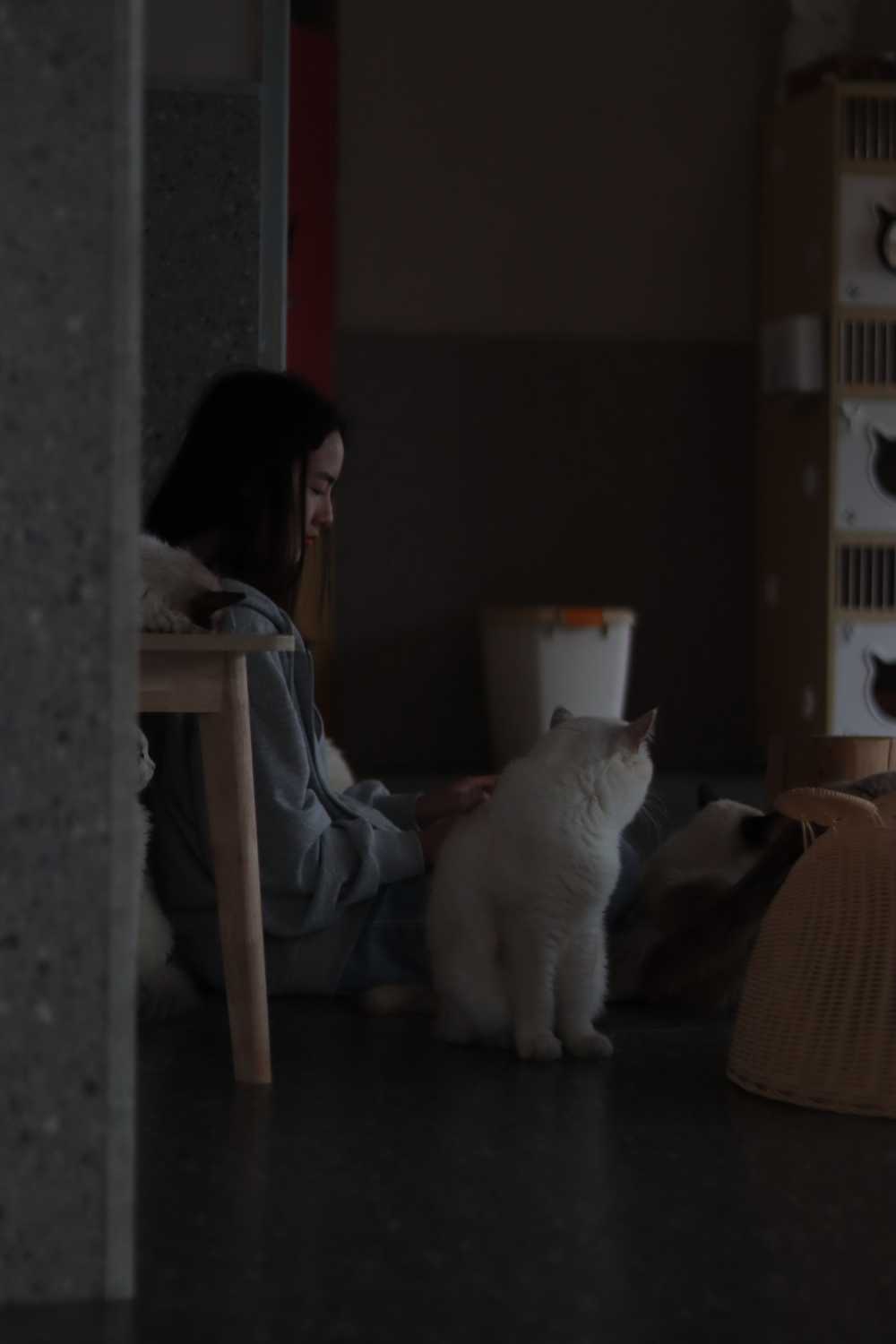 猫
