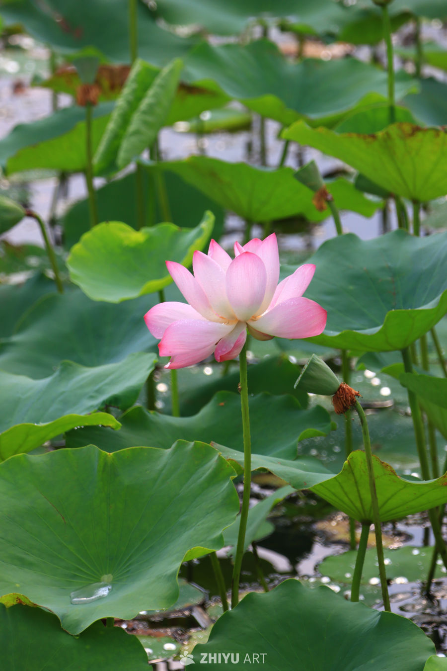 盛夏荷花 130
