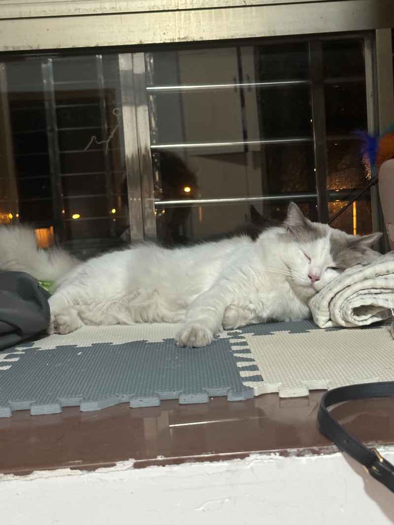 可爱的猫猫，谁能抗拒呢 21