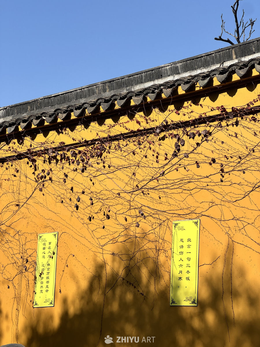 苏州 西园寺 猫咪 银杏叶 枫叶 鸽子 